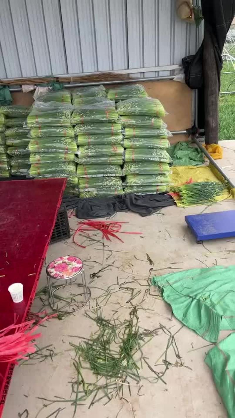 甘肃韭苔子
