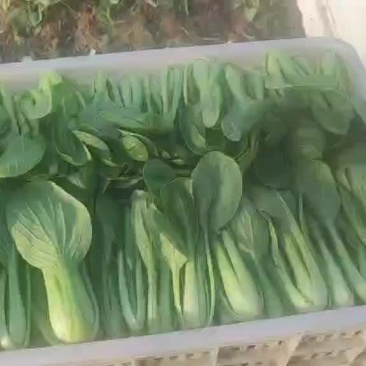 上海青