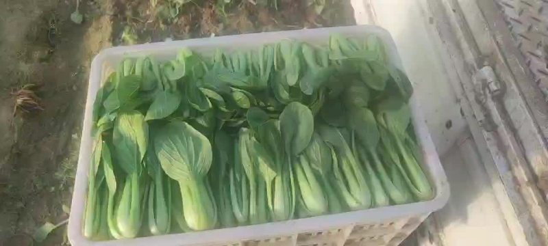 上海青