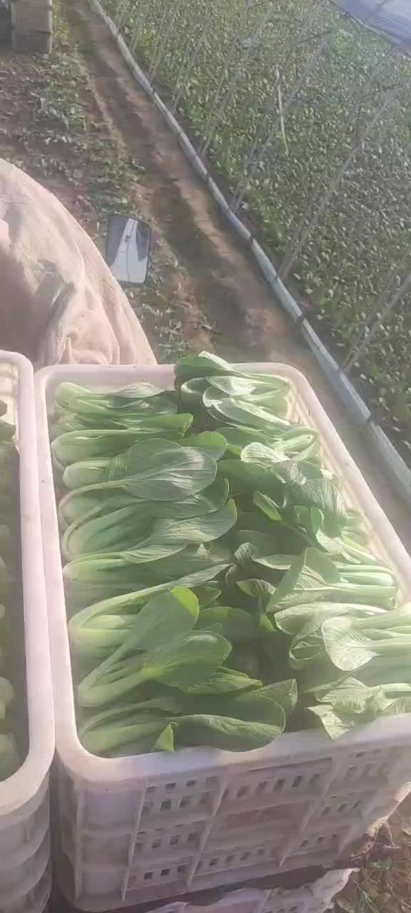 上海青