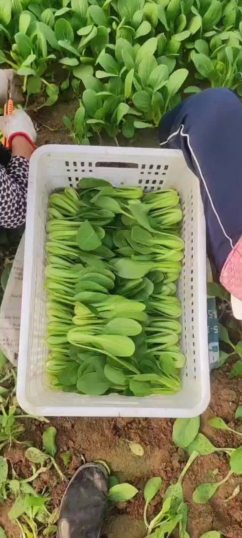上海青
