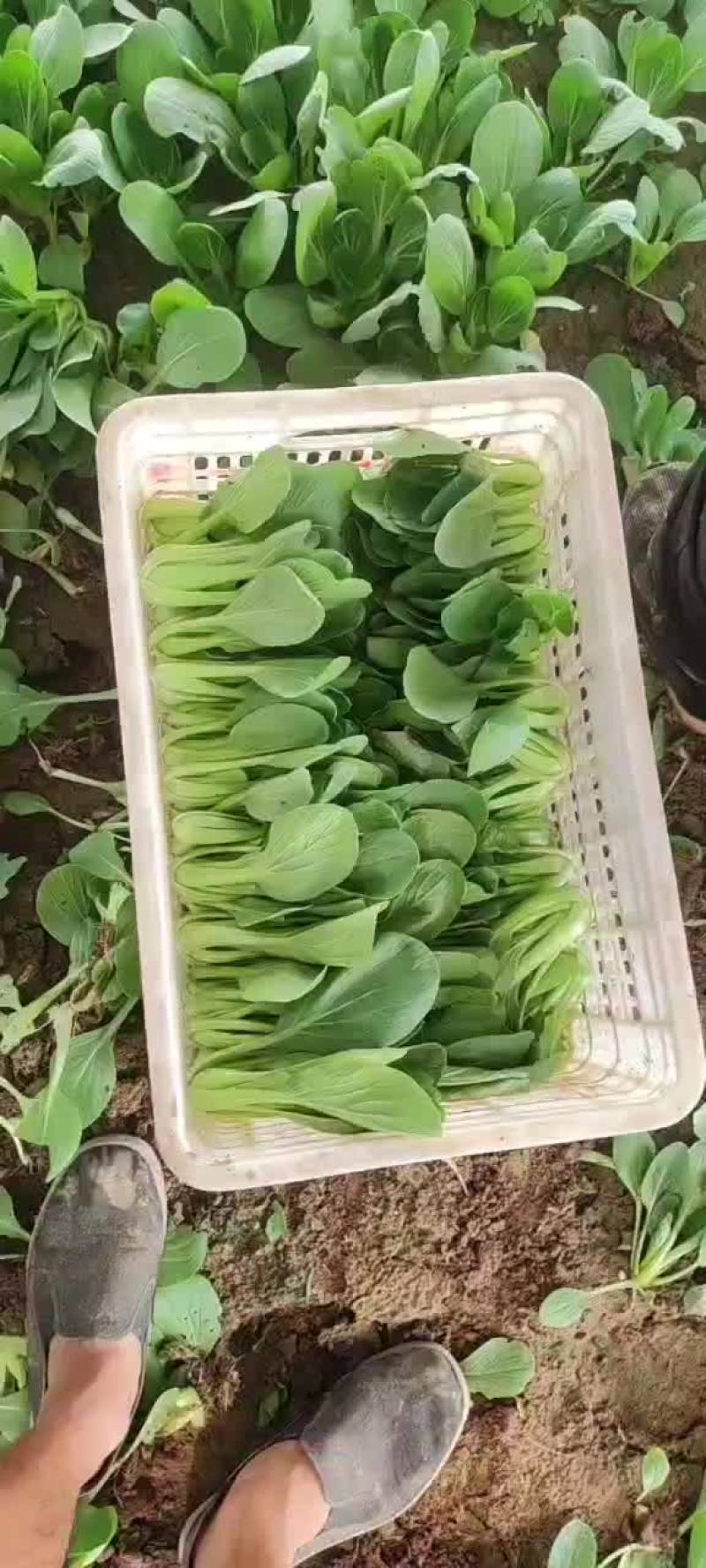 上海青