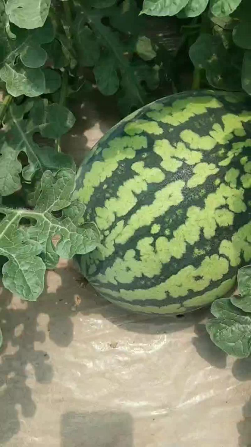 西瓜美都，麒麟，4K精品西瓜大量上市，口感好，糖度高，‘