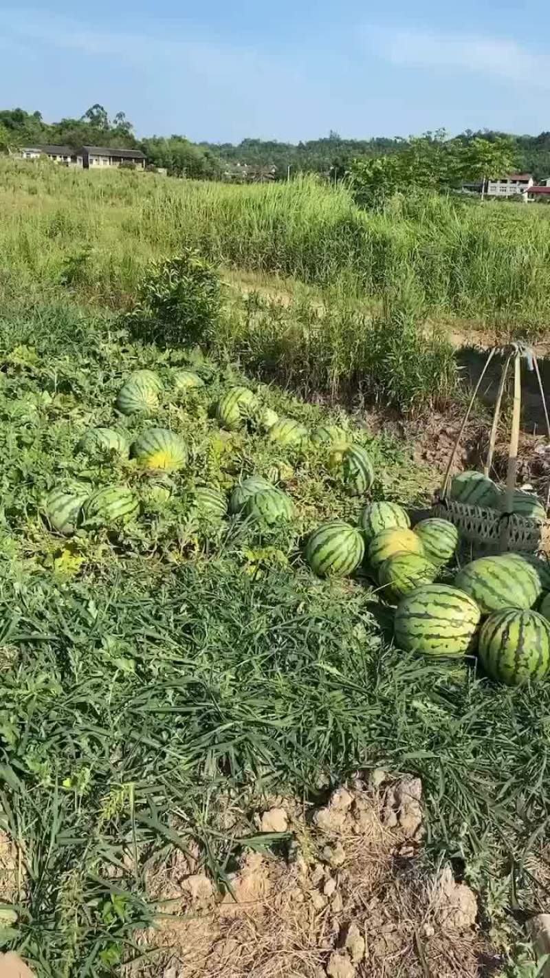 红米王，大果园，7斤起步上不封顶得，皮薄肉甜，平均14斤