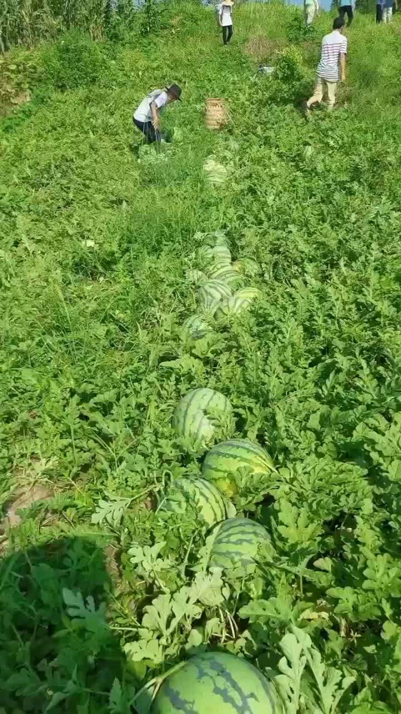 红米王，大果园，7斤起步上不封顶得，皮薄肉甜，平均14斤