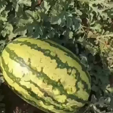 西瓜