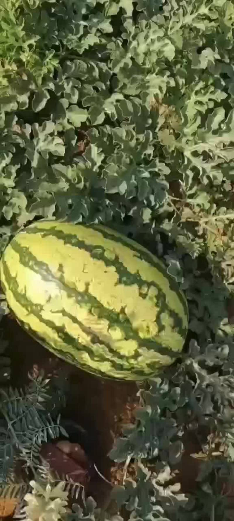 西瓜