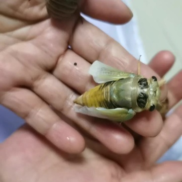 鲜活知鸟，蝉猴子，蝉蛹鲜活