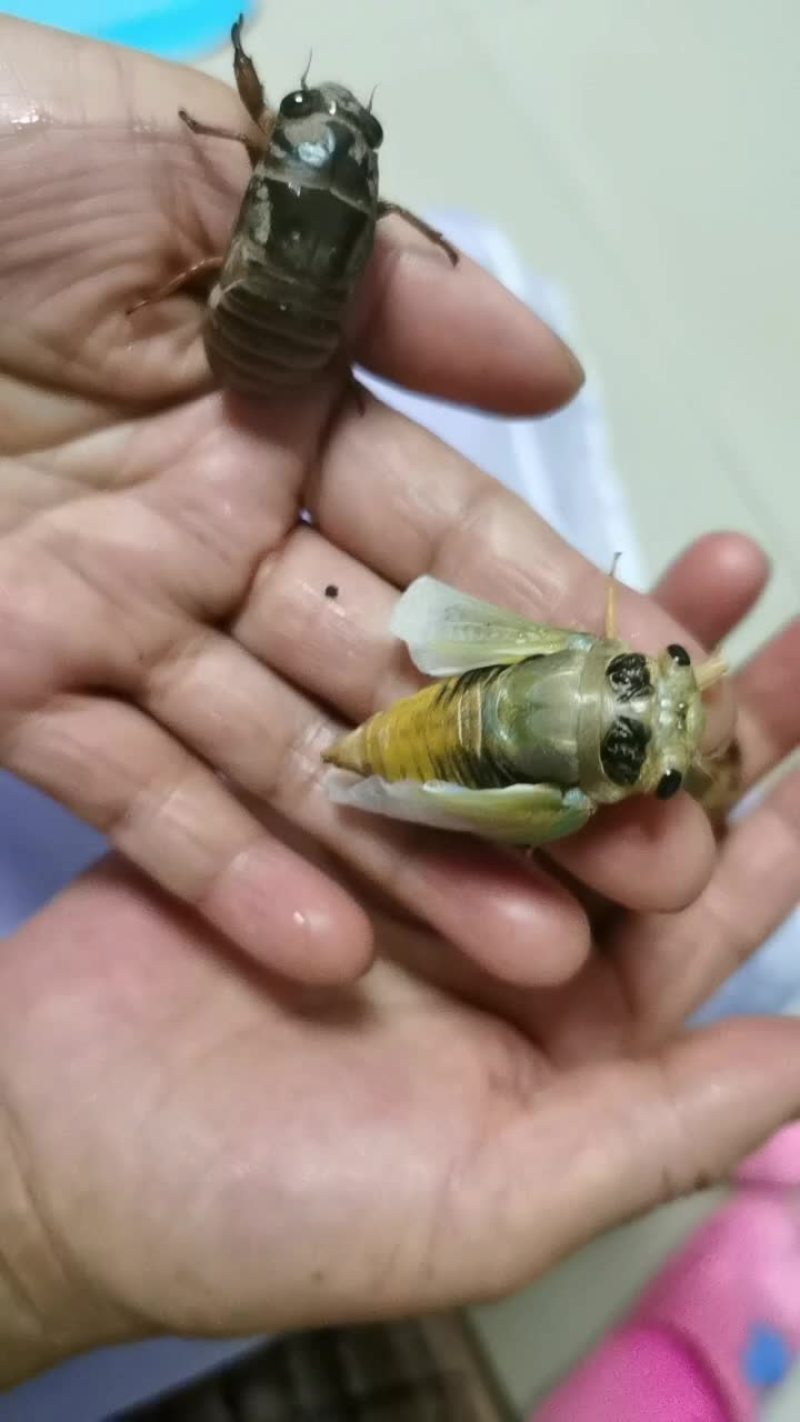 鲜活知鸟，蝉猴子，蝉蛹鲜活