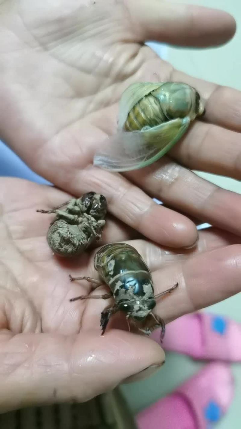 鲜活知鸟，蝉猴子，蝉蛹鲜活