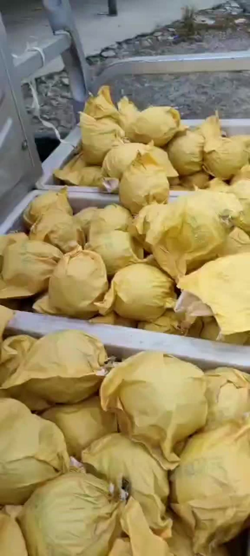 梨