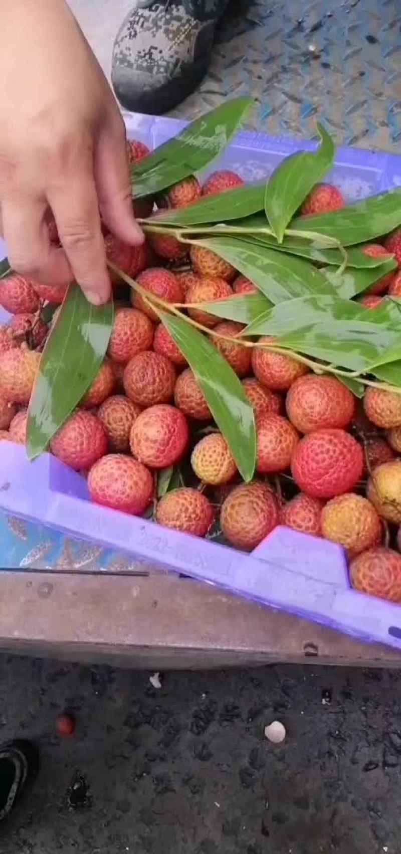 特价荔枝