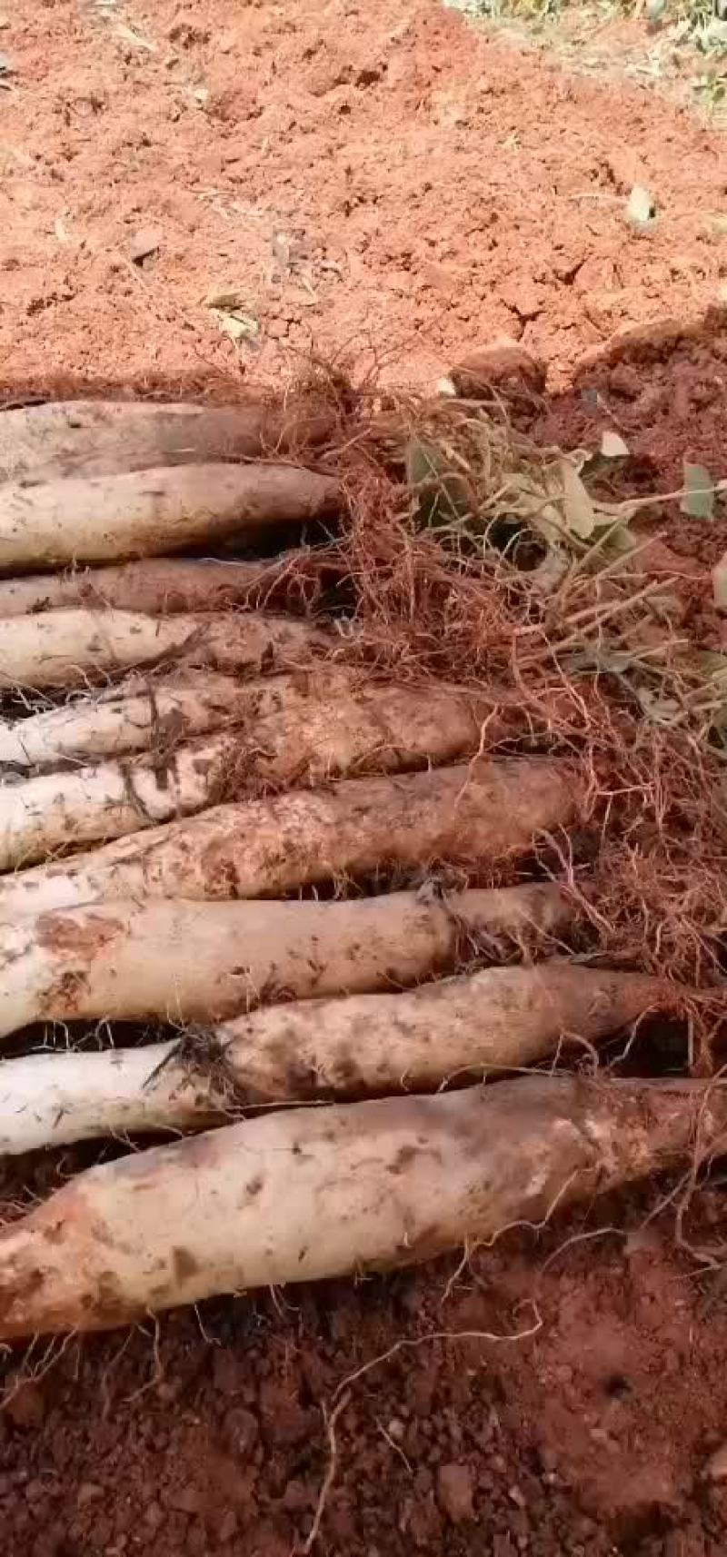 白玉山药
