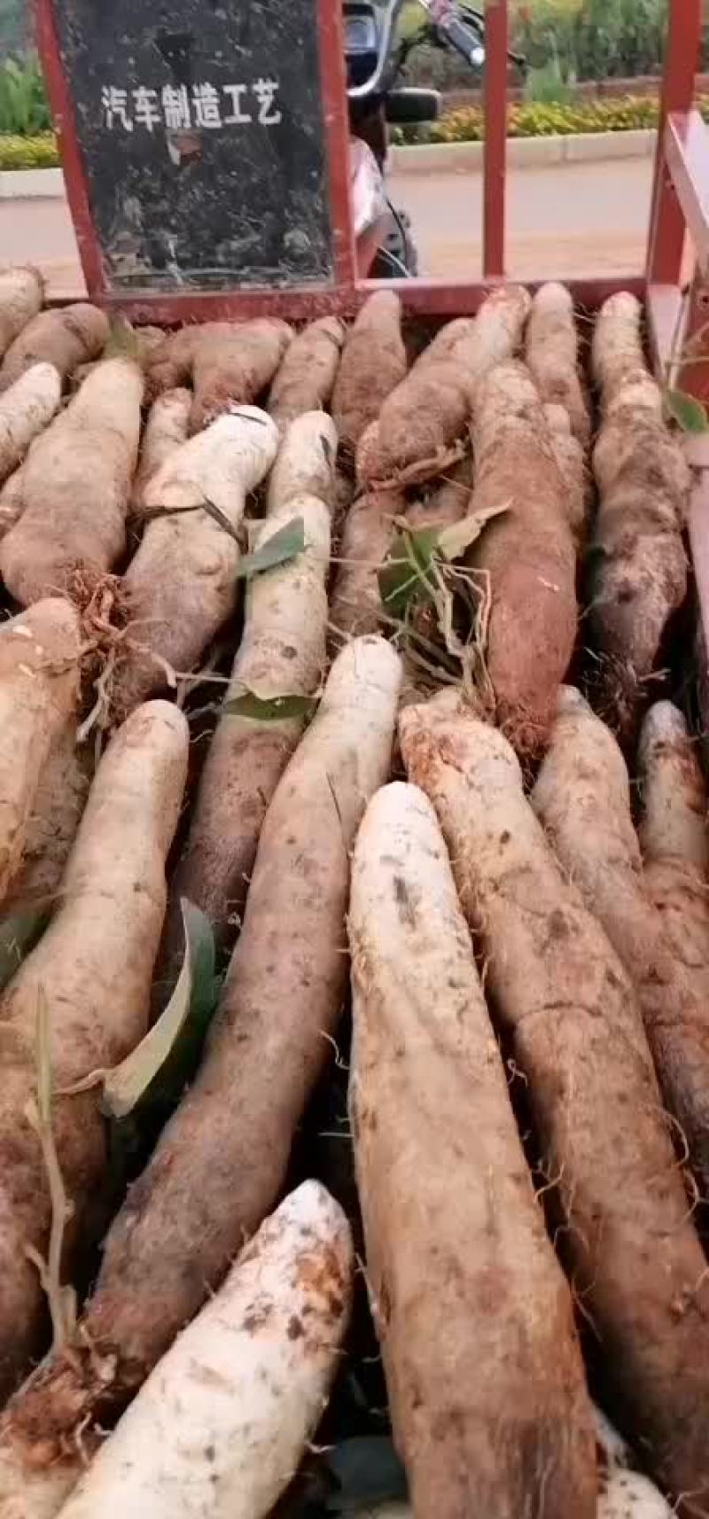 白玉山药