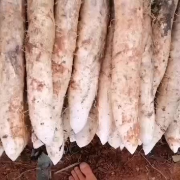 白玉山药