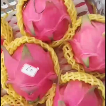 广西南宁红心火龙果