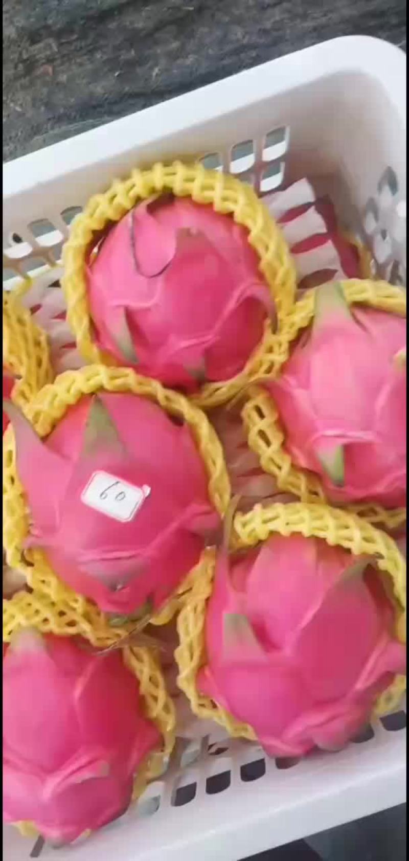 广西南宁红心火龙果