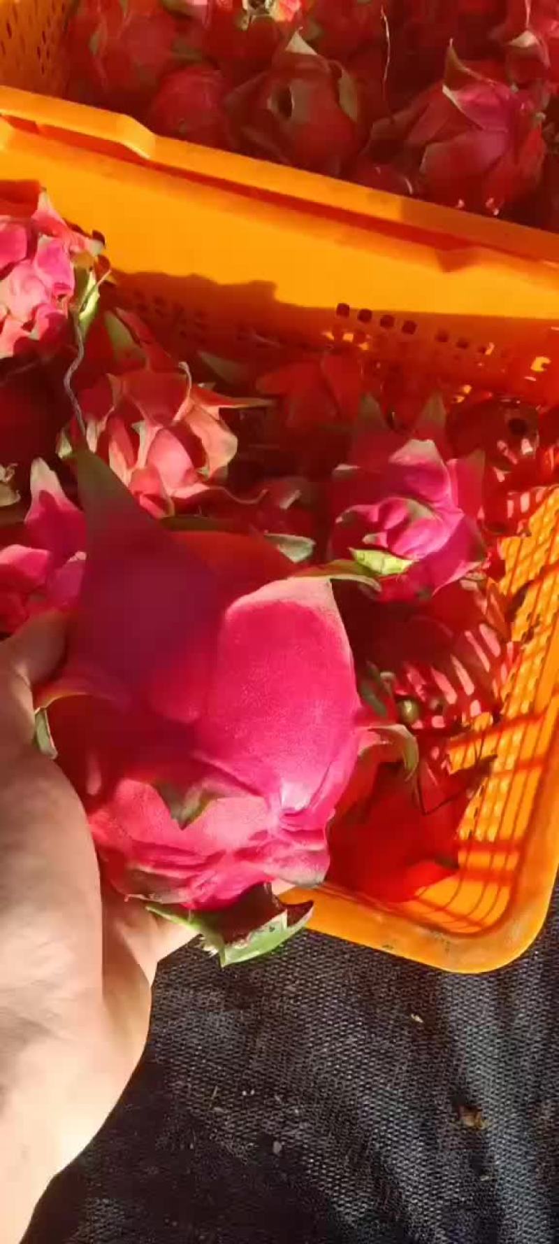 广西南宁红心火龙果