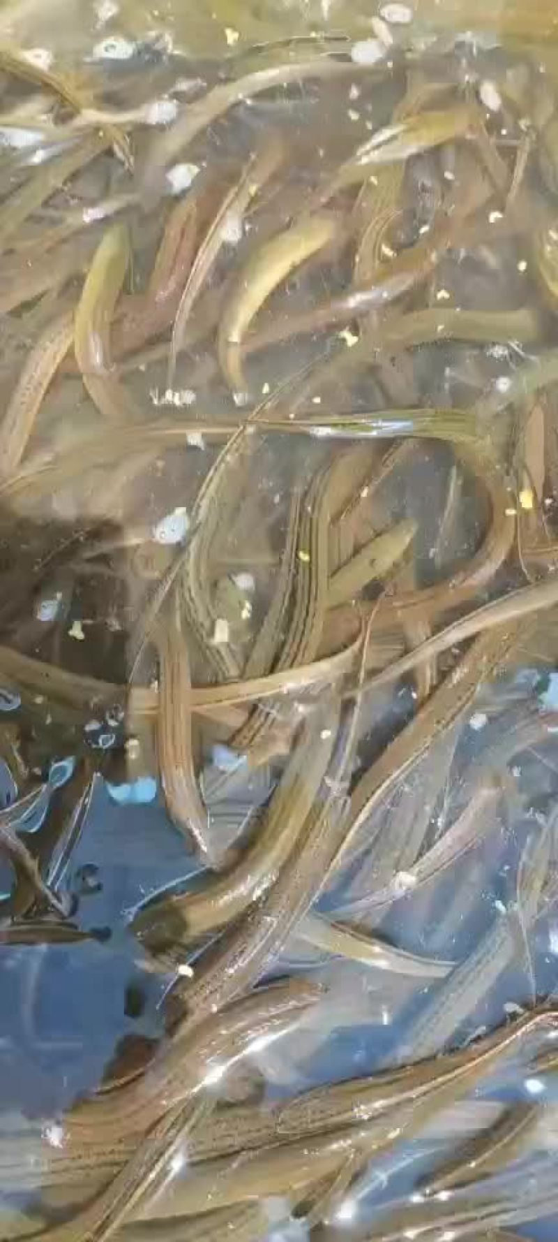 优质黄鳝苗基地直发，量大从优，免费提供技术支持