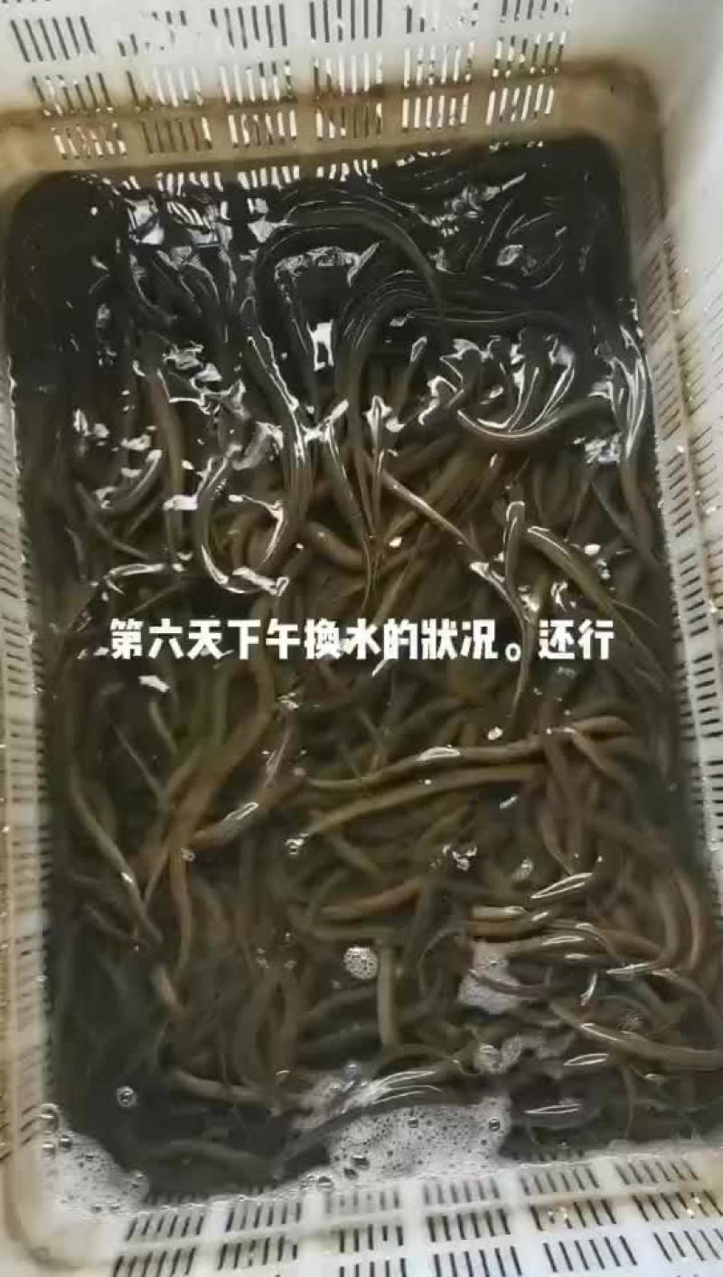 优质黄鳝苗基地直发，量大从优，免费提供技术支持