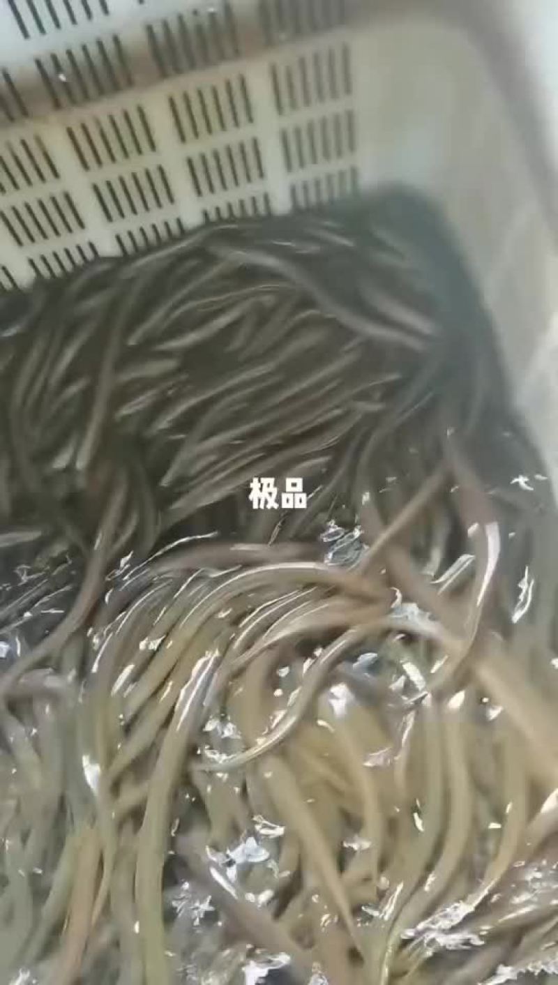 优质黄鳝苗基地直发，量大从优，免费提供技术支持