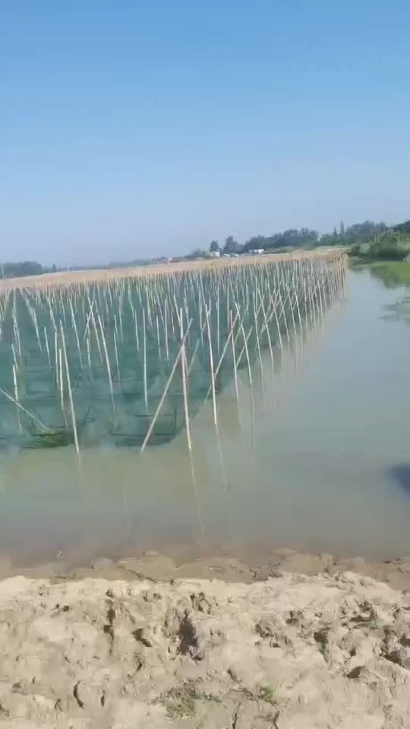 优质黄鳝苗基地直发，量大从优，免费提供技术支持