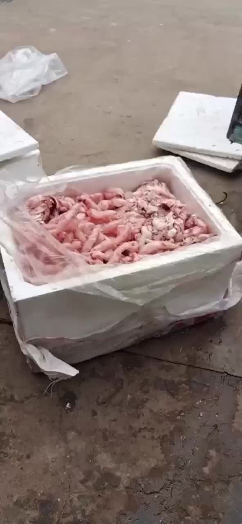 鱼泡