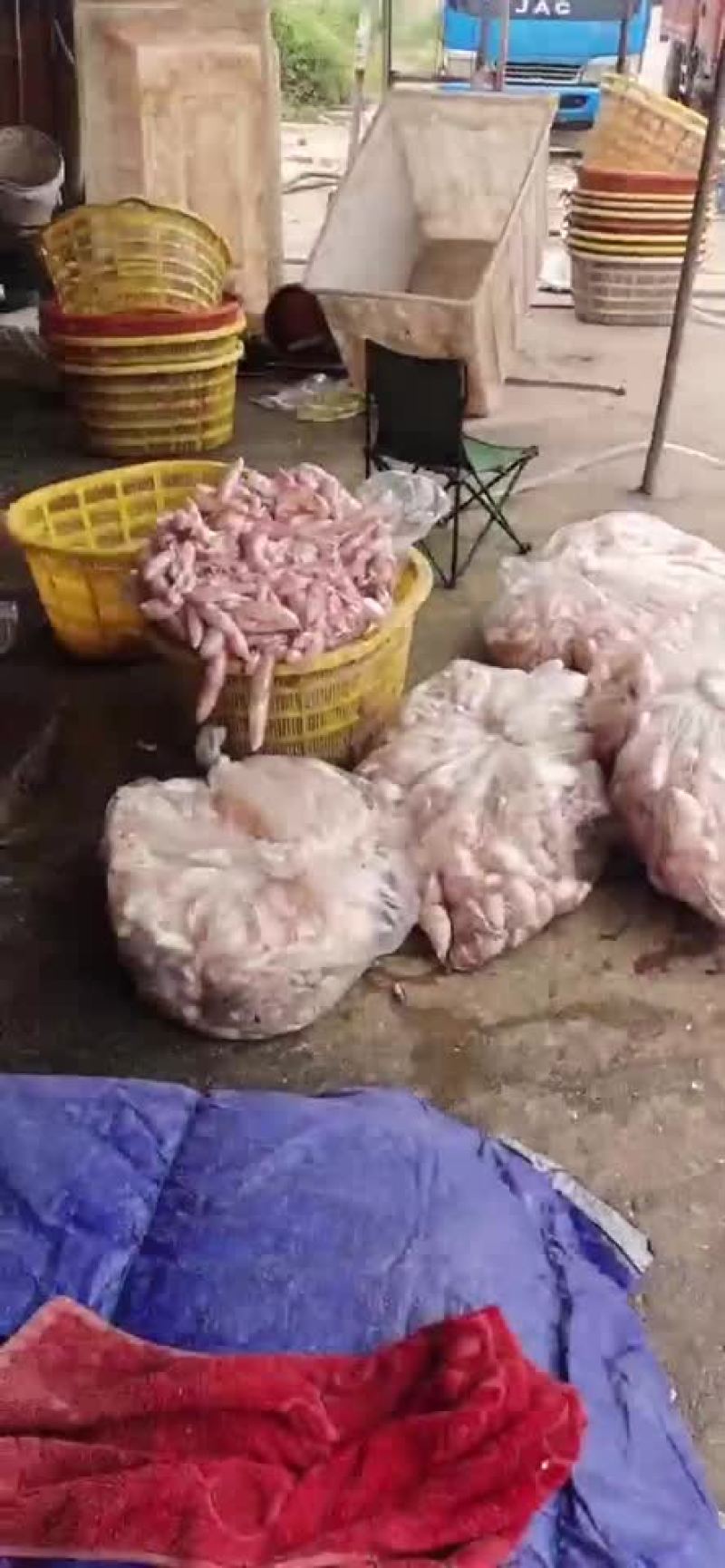 鱼泡