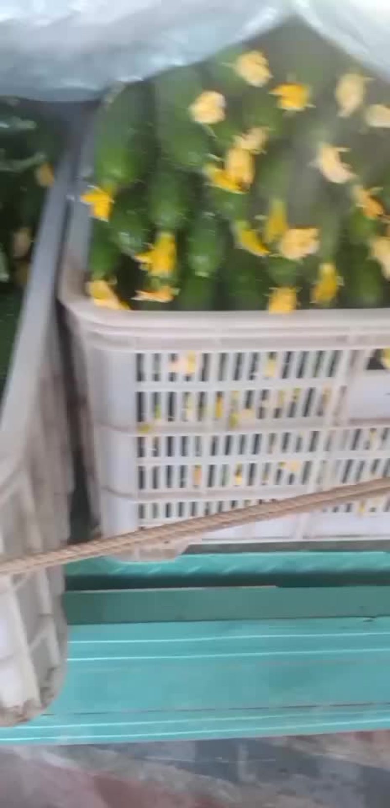 大量供应精品密刺黄瓜