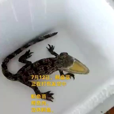 鳄鱼苗