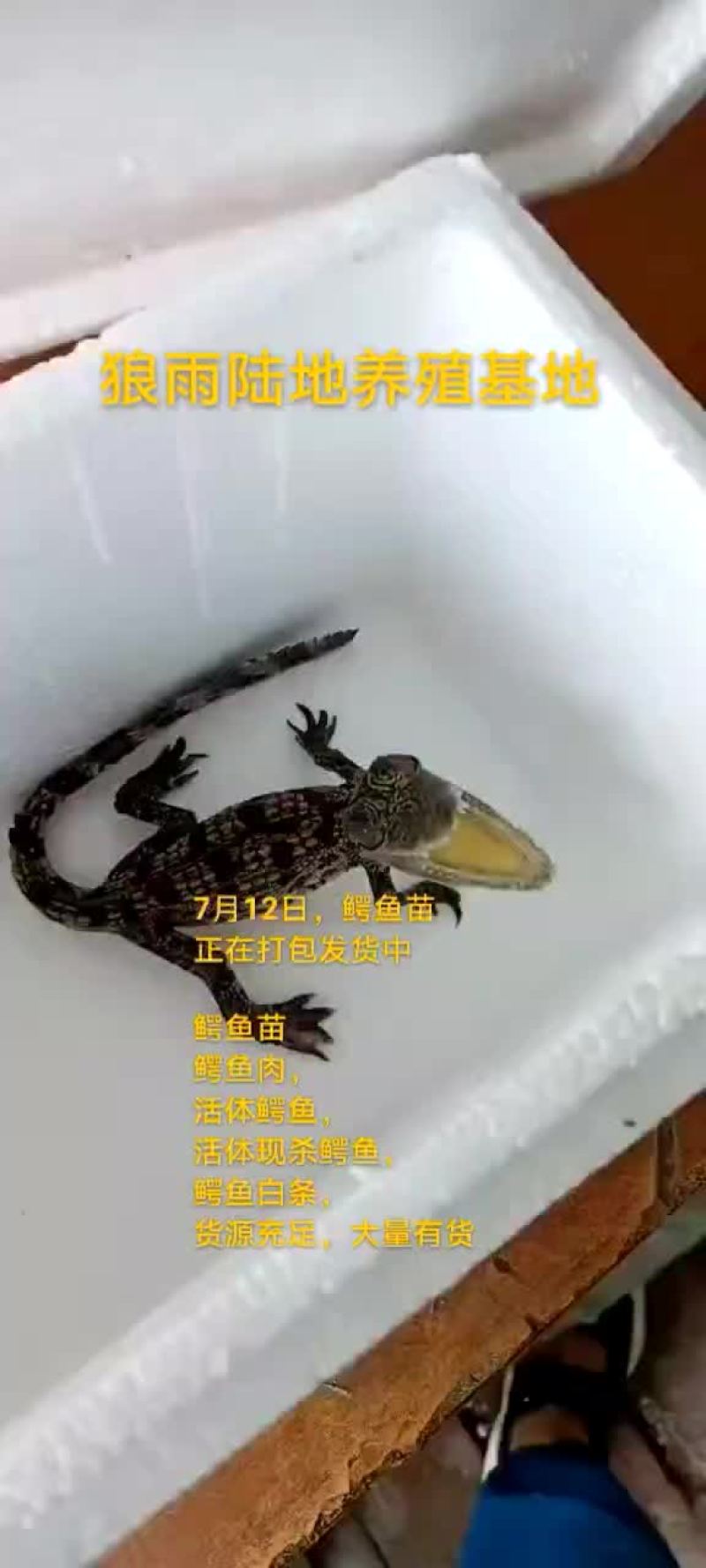 鳄鱼苗