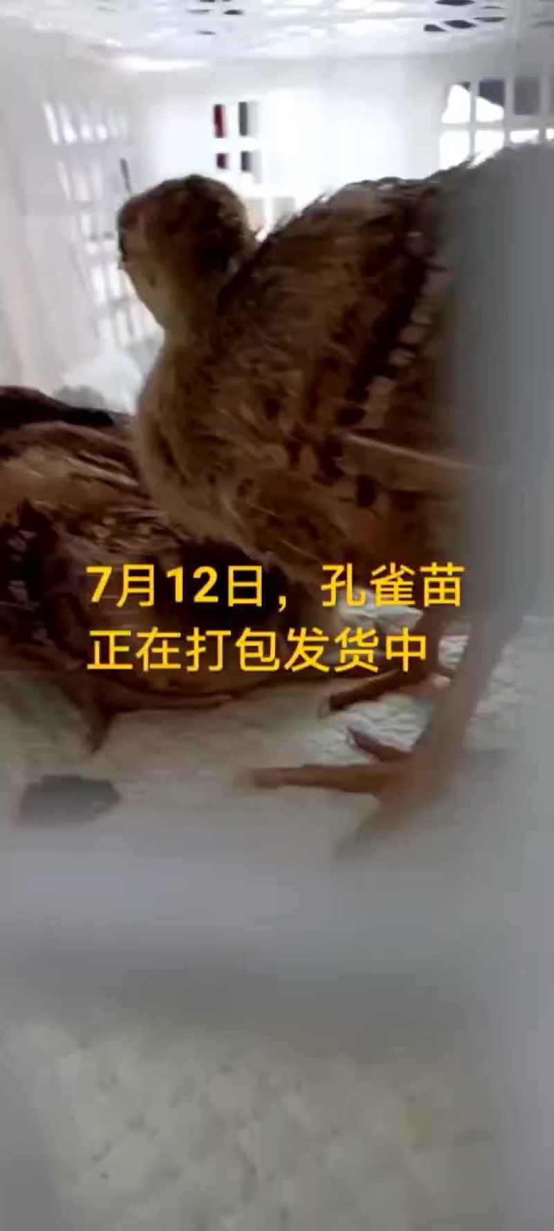 鳄鱼苗