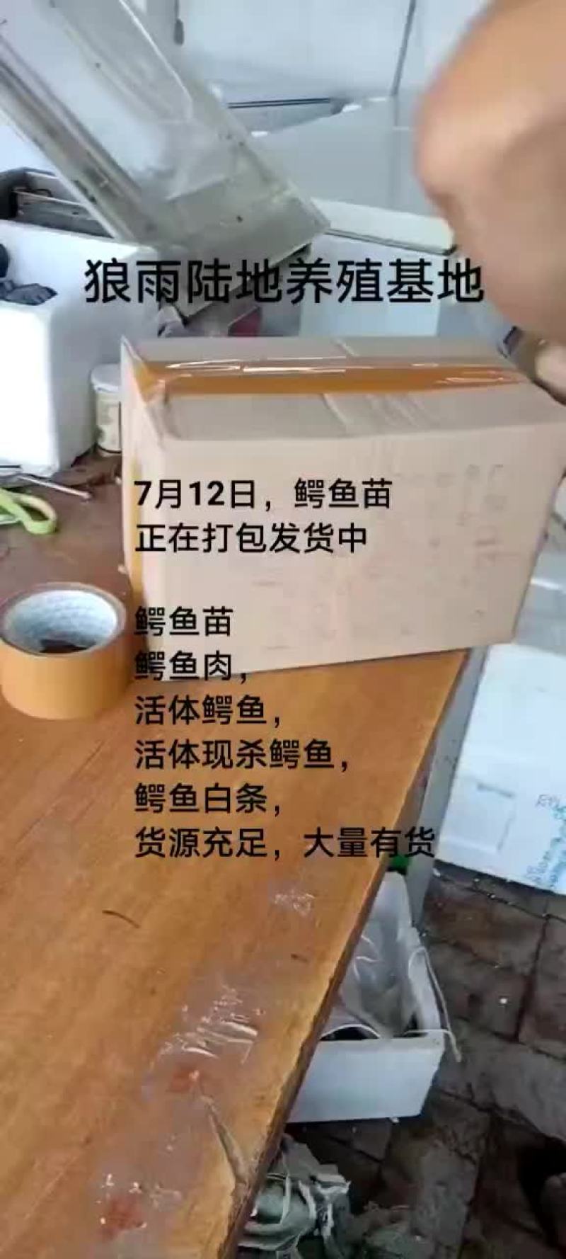 鳄鱼苗