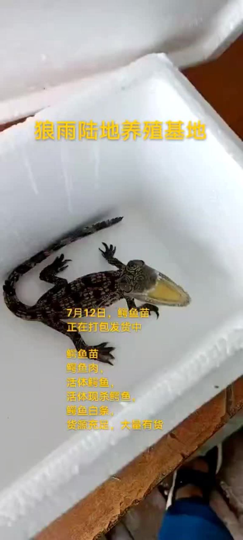 鳄鱼苗