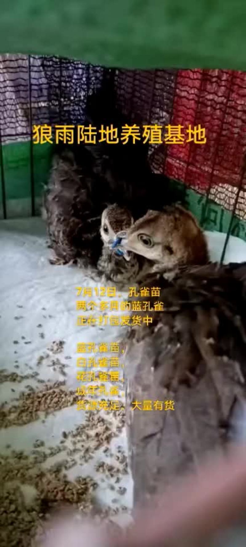 鳄鱼苗