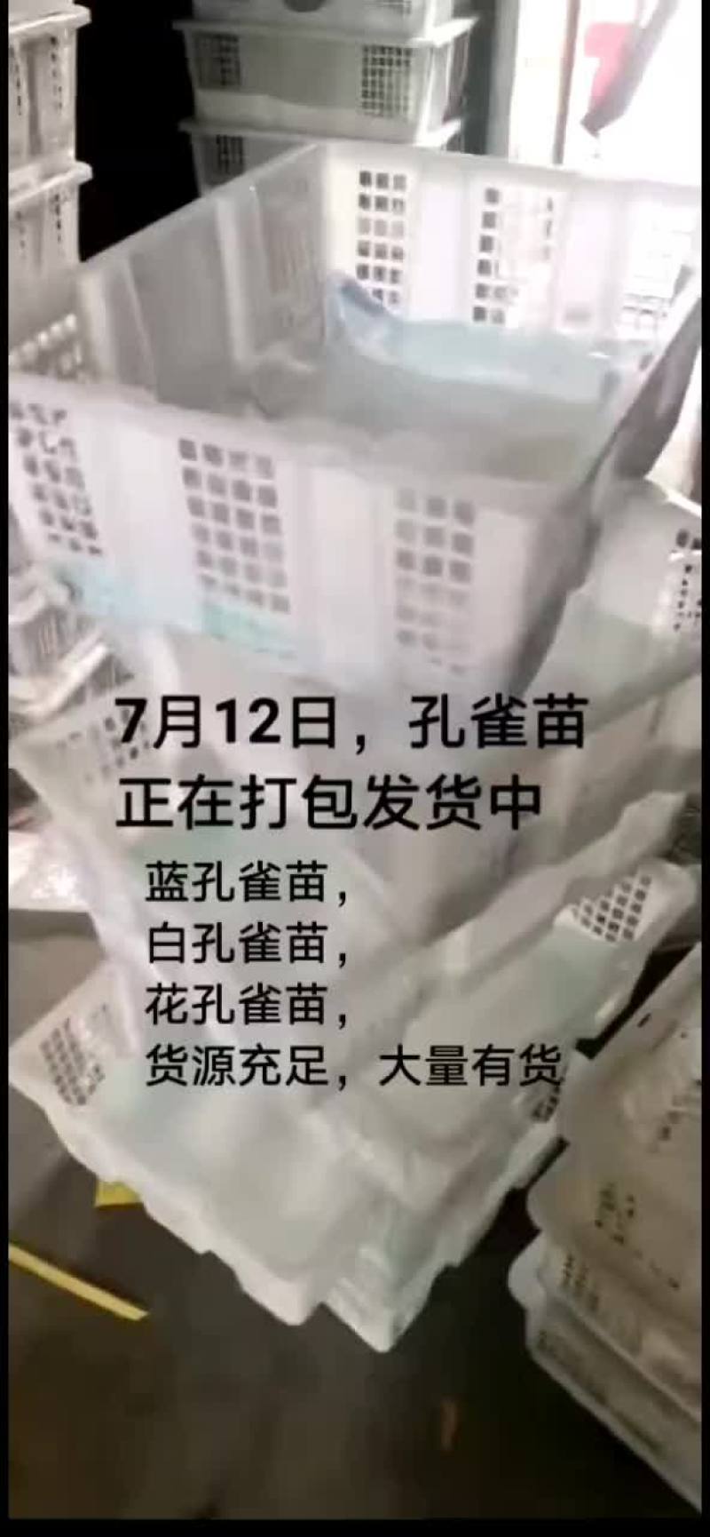 鳄鱼苗