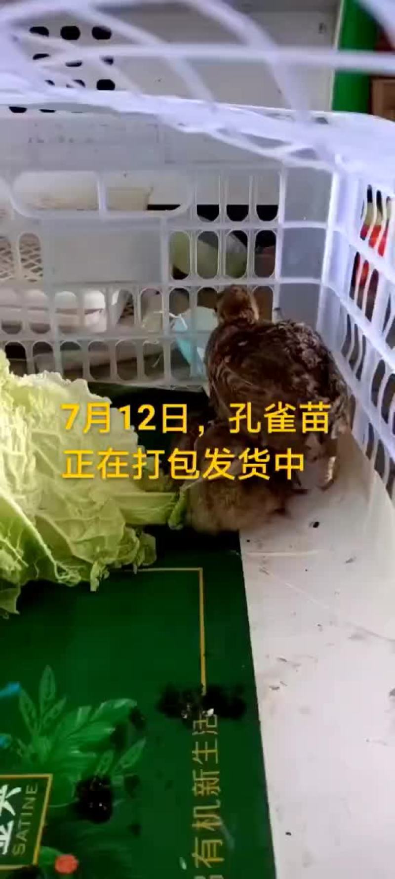 鳄鱼苗