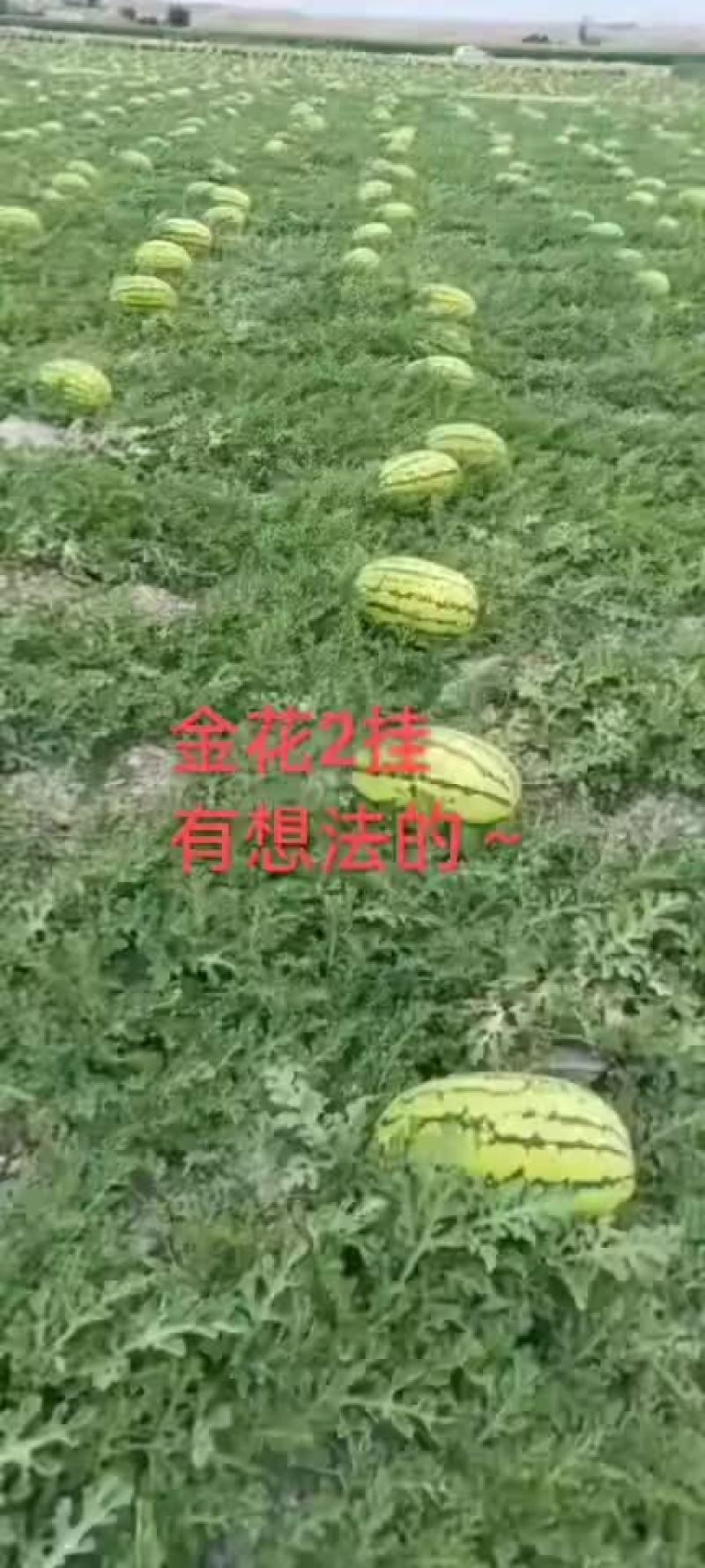 西瓜宁夏石头瓜