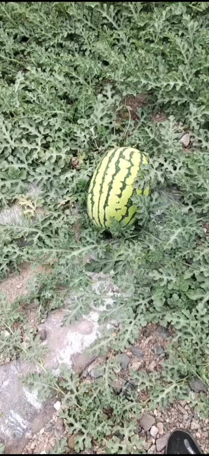 西瓜宁夏石头瓜