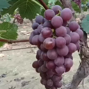 葡萄