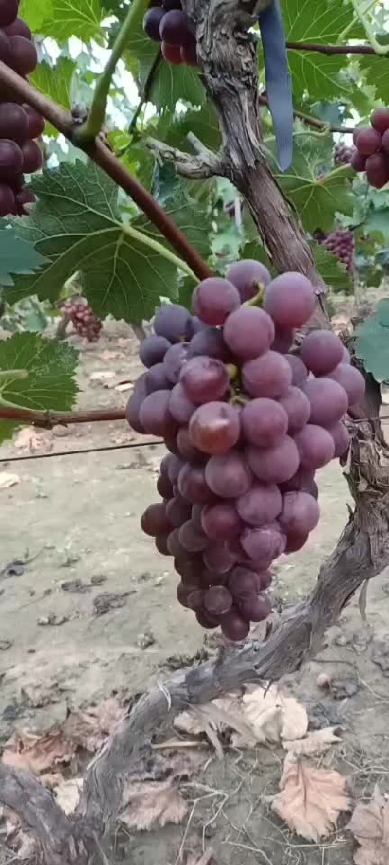 葡萄