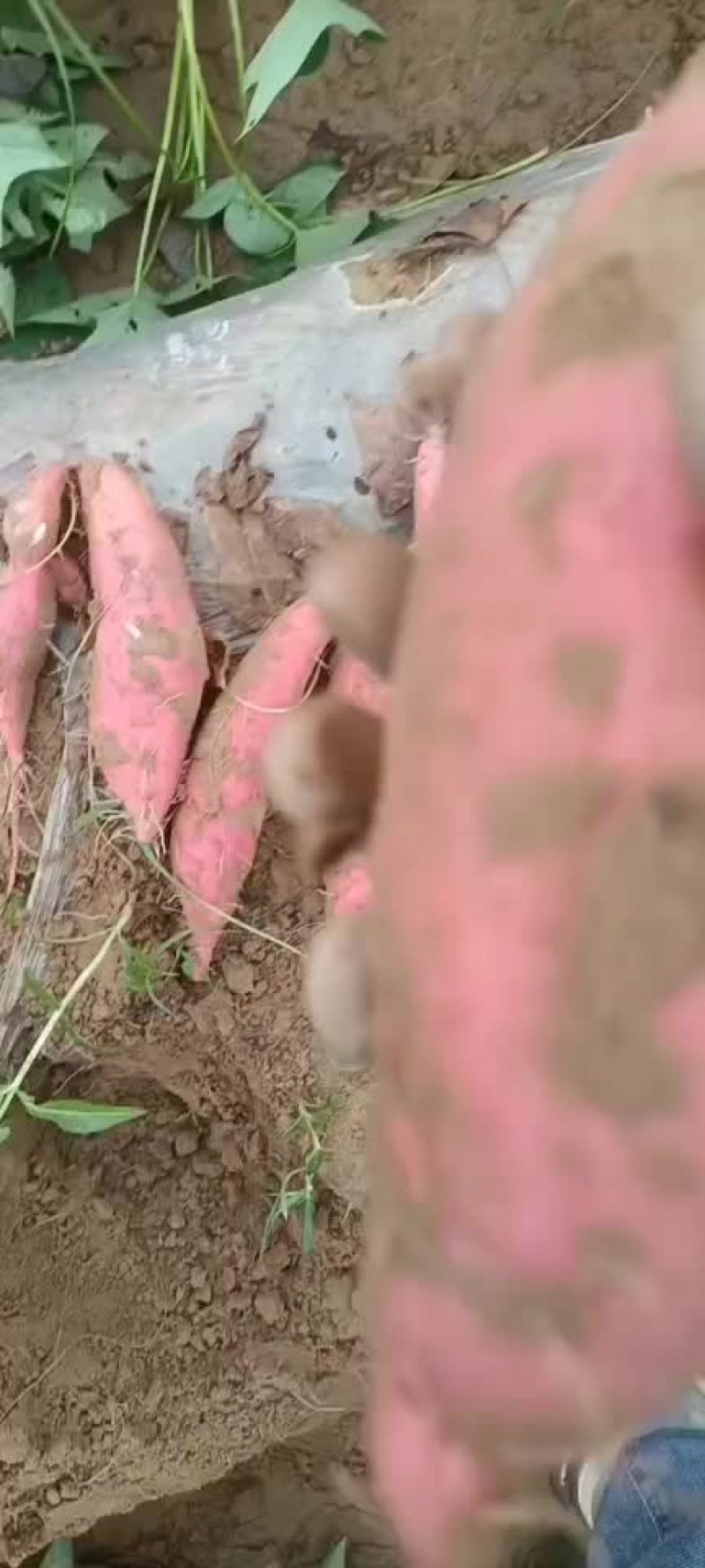 开封沙地西瓜红