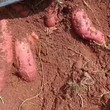 红薯