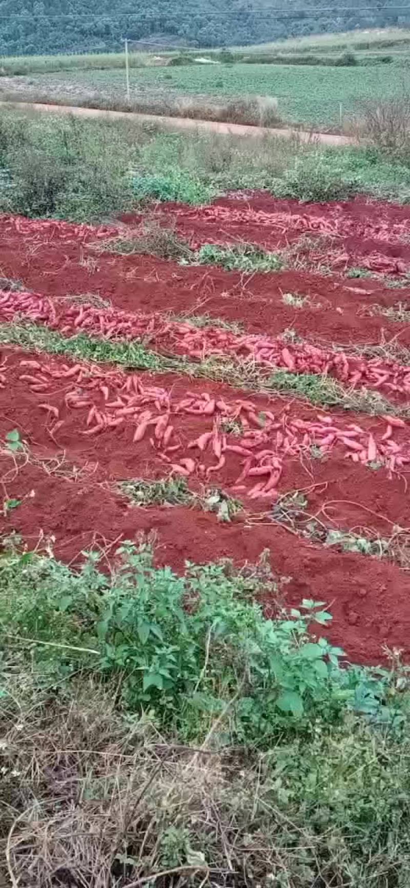 红薯