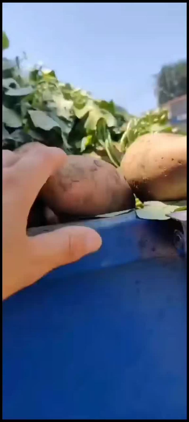 红薯大量出售