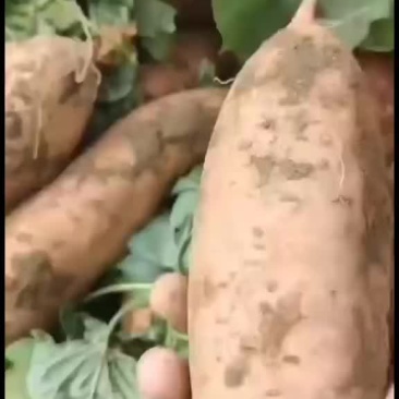 红薯大量出售