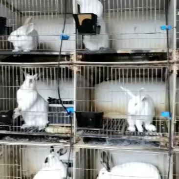 肉兔种兔