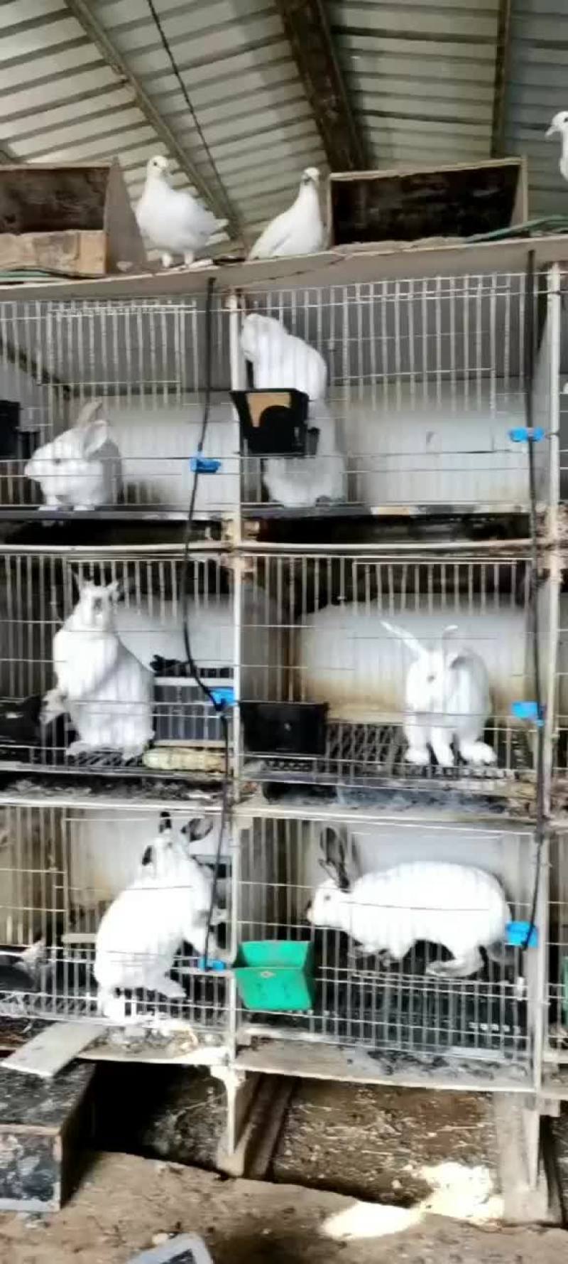 肉兔种兔