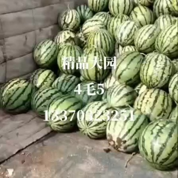 特价宁河西瓜