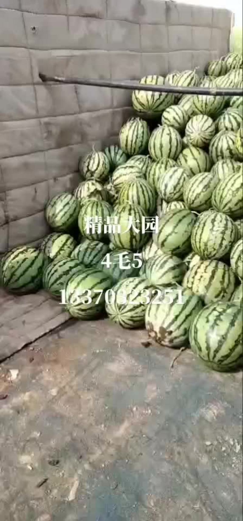 特价宁河西瓜